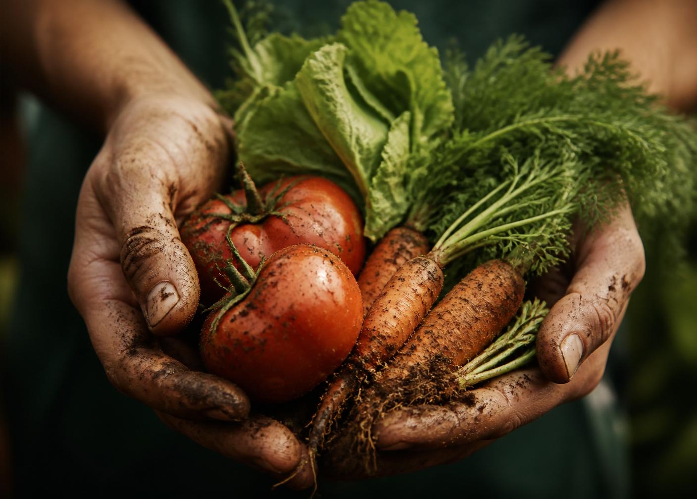 Hands holding fresh organic vegetables from Organic Mandya farms